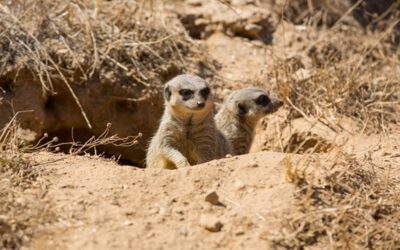 Selbstschutz Behörden & Rettung: Handlungsfähigkeit unter Stress